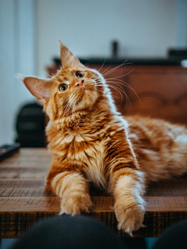 10 Tips on Helping Your Cat Lose Weight