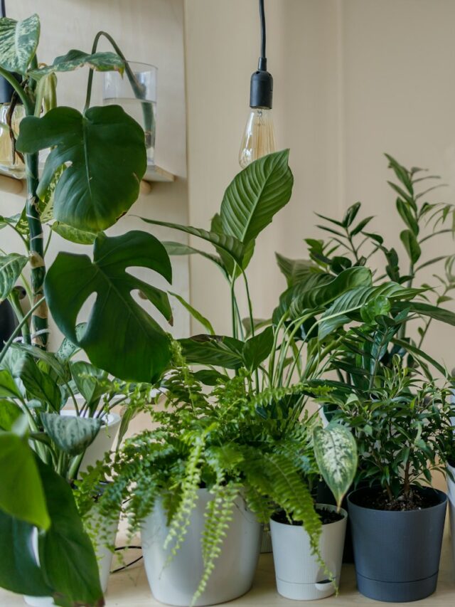 7 Beautiful Houseplants That Don't Need Any Soil To Grow