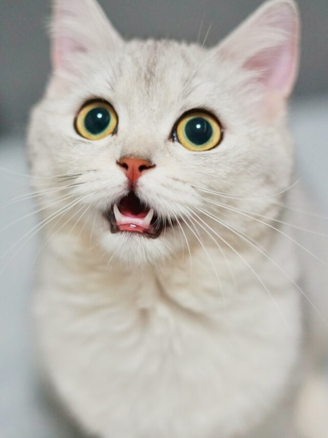 How to Spot Behavioral Burnout in Indoor Cats