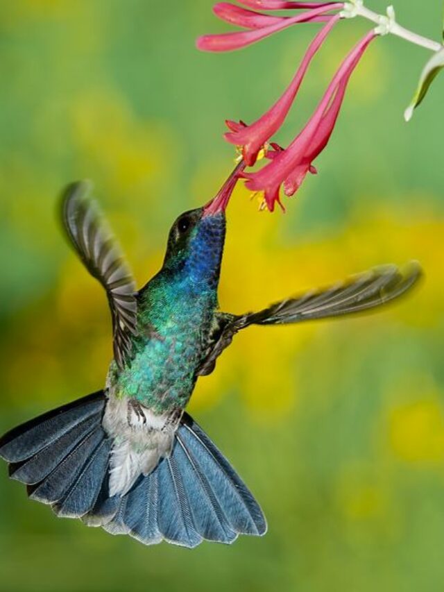 Best Perennials to Attract Hummingbirds: 5 Fantastic Flowers to Grow